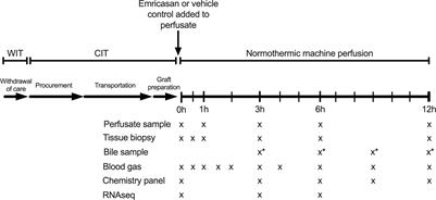 Pan-caspase inhibition during normothermic machine perfusion of discarded livers mitigates ex situ innate immune responses